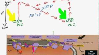 Cyclic and noncyclic photophosphorylationmp4 [upl. by Cohberg]