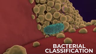 Classification of Bacteria on the basis of Respiration  Shapes amp Cell Wall Composition [upl. by Margot]