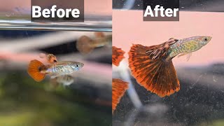 By Far The Simplest And Best Way To Groom Guppies [upl. by Maynord]