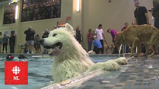 Swimming pool goes to the dogs [upl. by Ahsenyt435]