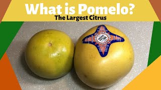 What is Pomelo PummeloThe Largest Citrus [upl. by Hearn]