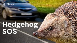 Why Britain’s hedgehogs are in serious trouble [upl. by Panter]