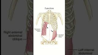 External oblique abdominis the muscle of anterior abdominal wall [upl. by Gytle742]