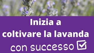 Come iniziare a coltivare la lavanda con successo [upl. by Burney754]