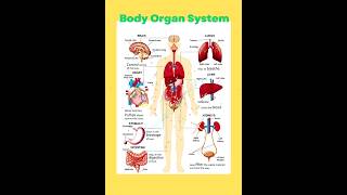 Body Organ System Human Body Organ System and their functions bodyorgans [upl. by Haswell]