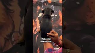 Doberman puppies available 8919891037 [upl. by Renaxela800]