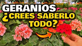 SECRETOS INCREÍBLES para CUIDAR GERANIOS o NOVIOS  Hacer Florecer Plantas  Abono Casero Flores [upl. by Nihahs]