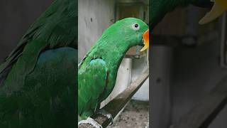 Eclectus taking parrot  Unconditional birds 🦅 love eclectus shorts cockatiel birds [upl. by Ellemaj554]