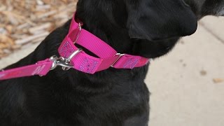 How To Use A Martingale Dog Collar [upl. by Adeehsar]