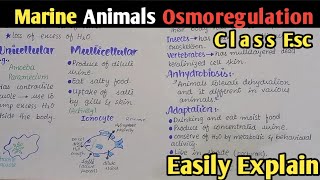 Osmoregulation In Marine Animals  Class 12 Biology [upl. by Ekenna]