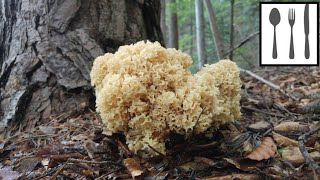 Siedzuń sosnowy Sparassis crispa Mszana 23072018 [upl. by Inverson285]