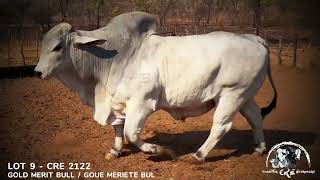 AU ALBIDUS BRAHMAN PRODUKSIEVEILING 26 OKT 2024 11H WARMBAD VEEMARKBELABELA [upl. by Trebmal]