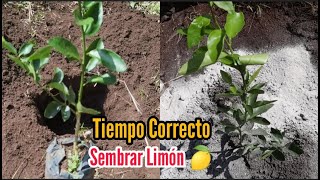 Este es el Tiempo Correcto para Sembrar Cítricos 🌱  Sembrar Planta de Limón 🍋 [upl. by Warram]