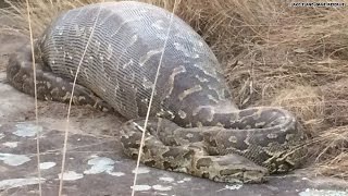 Python eats porcupine instantly regrets it [upl. by Reilly704]