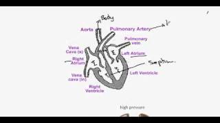 263aHeart Structure [upl. by Volny]