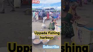 Today UPPADA FISHING HARBOUR FRIENDS PLEASE LIKE SUBSCRIBE  PRASAD UPPADA [upl. by Tsai]