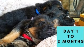 German Shepherd Puppies Growing Up Birth to 8 Weeks [upl. by Ellevart]