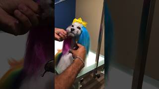 Pearl’s luxurious coat will make you jealous cutedog doggrooming [upl. by Ifill]