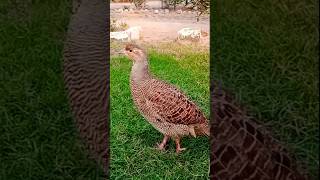 Awaaz dakhni teetar ki khubsurat awaaz short viral shotsteetar birds [upl. by Erodaeht]