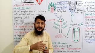 Types of meristems  Apical Intercalary and lateral meristem  FSc biology [upl. by Alanah]