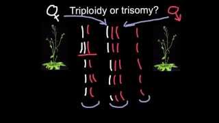 Triploidy or Trisomy what is the difference [upl. by Nepean922]