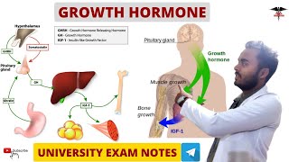 Growth Hormone  Endocrine Physiology [upl. by Rivkah256]