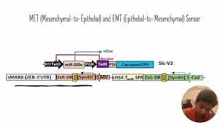 EpithelialtoMesenchymal EMT and MesenchymaltoEpithelial MET Sensor Code 387 [upl. by Byrne]