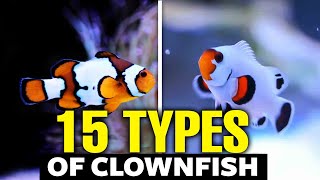 The 15 Most Beautiful Types of Clownfish [upl. by Riesman]