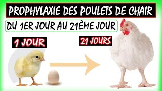 Prophylaxie des poulets de chair Programme du 1er jusquau 21 ème jourceaservices5692 [upl. by Lossa225]