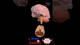 BRAIN ANATOMY 🧠 STRUCTURES DISSECTION 🤯 MEDICAL ARTS 🎥SHORTS [upl. by Navada35]