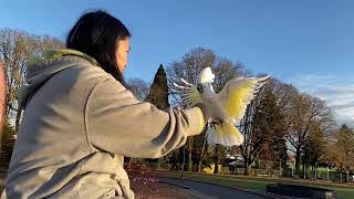 Bella umbrella cockatoo slomo flight at school park [upl. by Gerald]