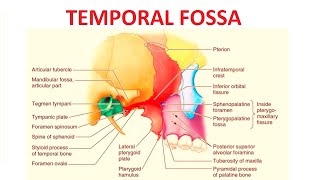 Temporal Fossa [upl. by Fulmis]