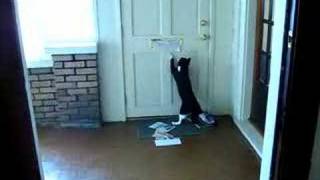 cat vs the mailman [upl. by Dlnaod]