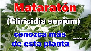 Mata ratón Gliricidia sepium conozca más de esta planta [upl. by Juan428]