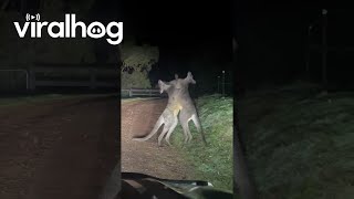 Arguing Kangaroos Block Driveway  ViralHog [upl. by Vachell590]