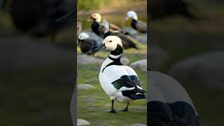 Common Eider wildlife forestbirds nature birds [upl. by Milton351]