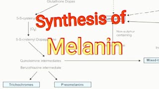 Synthesis of Melanin  Biochemistry [upl. by Mallin844]