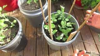 2 of 4 Basic Trellising of Your Spring amp Fall Container Peas My 1st Vegetable Garden  MFG 2013 [upl. by Enitsugua]