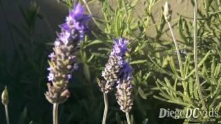 Lavandula dentata  alfazema  French Lavender Lamiaceae [upl. by Sivet]