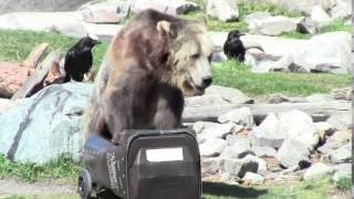 Man and Bear vs Cart [upl. by Spencer470]