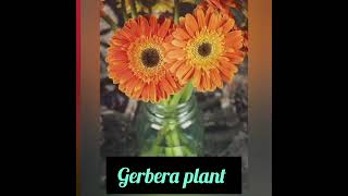 Gerbera plantflowerplant [upl. by Kcirdorb224]