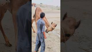 معركة كبيرة بين الجمل وصاحبه😱🐪😱☝️ [upl. by Cormac]