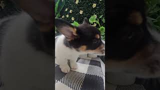 Cutest Little Curious Pups pembroke pembrokewelshcorgi puppies shorts [upl. by Schaab]