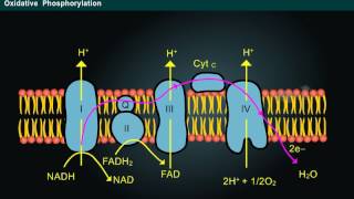 Phosphorylation Year1 [upl. by Seavir177]