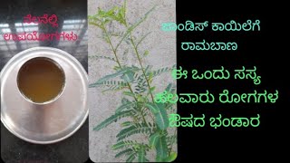 ನೆಲನೆಲ್ಲಿ ಕಷಾಯ ಮಾಡುವ ವಿಧಾನ  ಈ ಒಂದು ಸಸ್ಯ ಹಲವಾರು ರೋಗಗಳ ಔಷದ ಭಂಡಾರ [upl. by Jesse]