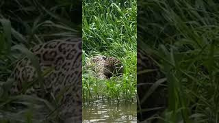 Onça Pintada no Pantanal Matogrossense Onça oncapintada Pantanal jacaré [upl. by Ailimac]