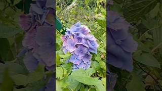 Bigleaf Hydrangea shorts flowers youtubeshorts shortvideo shortsfeed short hydrangea flower [upl. by Halfon]