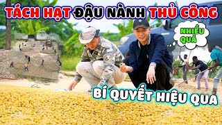 Quanglinhvlogs  Cách Tách Hạt Đậu Nành Thủ Công  Bí Quyết Hiệu Quả [upl. by Gregrory967]