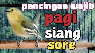 suara CIPOWcipoh gacor Dorr sangat AMPUH MENAIKAN EMOSI GACOR pancingan paling sukses dan handal [upl. by Anemaj]