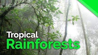 Habitats Rainforests CLIP [upl. by Aiblis716]